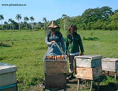 Apicultores tratando colmenas con antipirámide