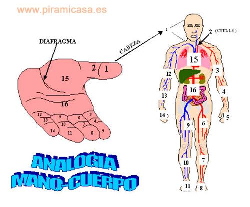 Mano que indica las zonas de exploración análogas del cuerpo para el tratamiento con SU-JOK