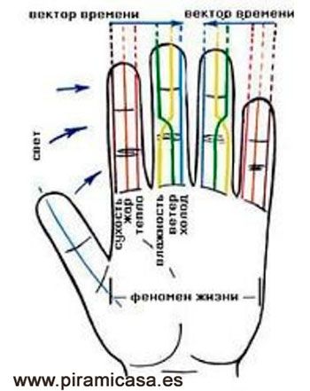 Disposición reflejos mano - Su jok