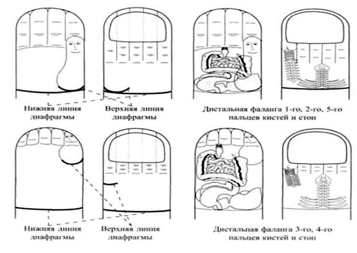 Reflexología en los dedos