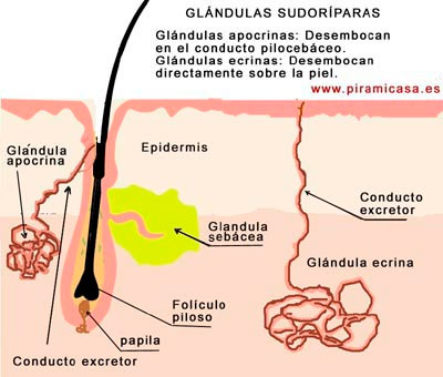 Glándulas sudoríparas