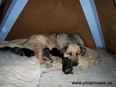 Piramascota con perra y sus cachorros en interior